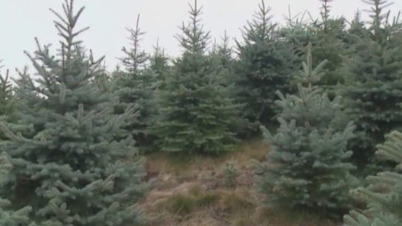 Coconino National Forest selling Christmas Tree permits online