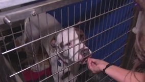 AZ volunteer makes dog treat donation | Community Cares