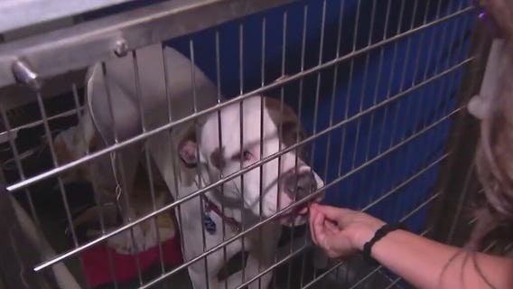 AZ volunteer makes dog treat donation | Community Cares