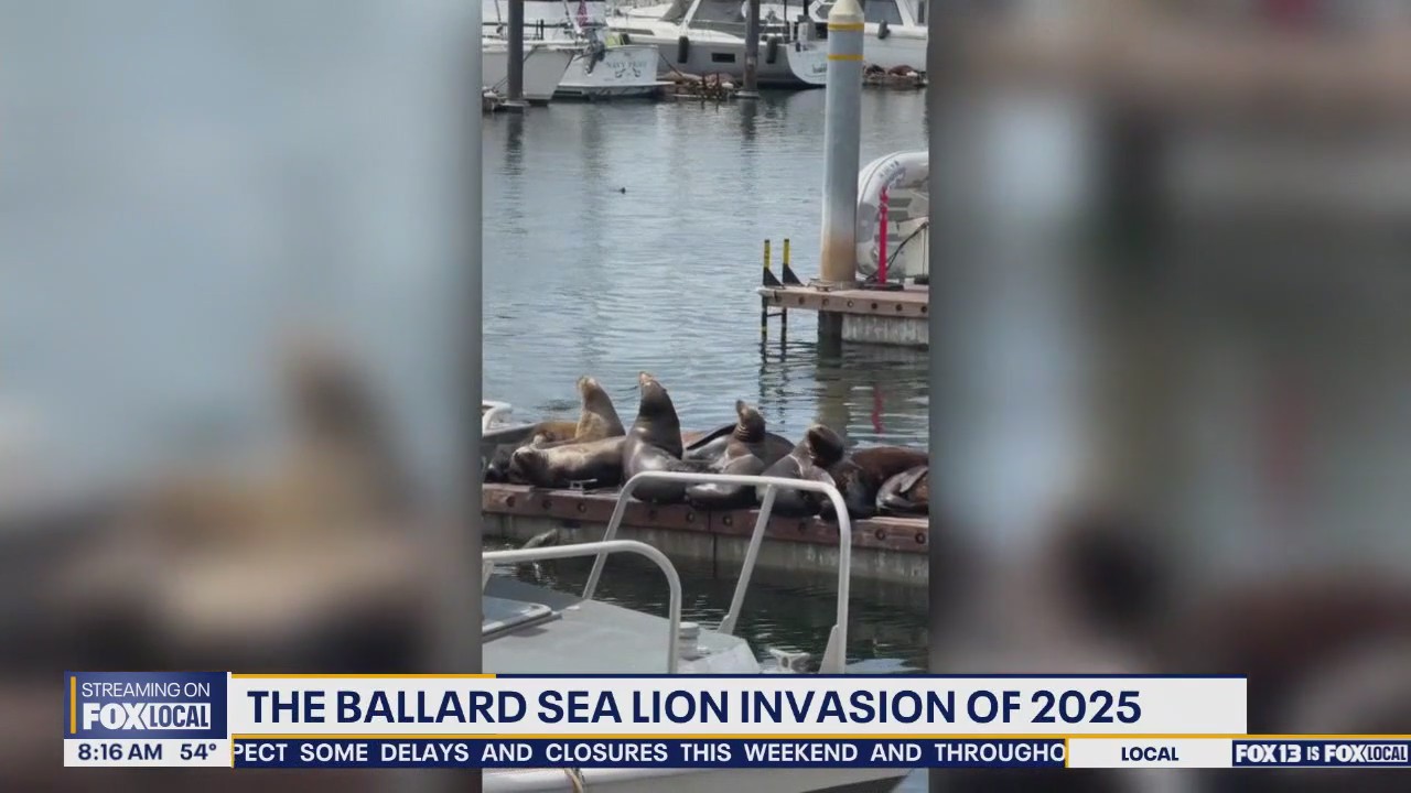 Sea lions take over Ballard amid conservation efforts