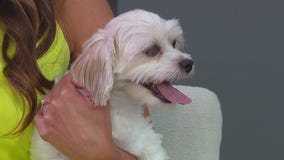 Local dog rescue needs funds & fosters