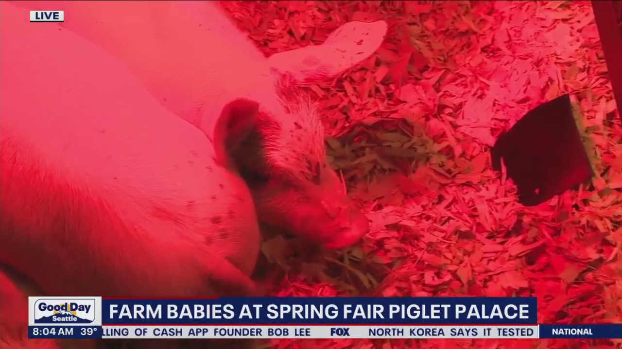 Farm animals at Spring Fair