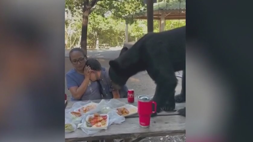 Taco-eating bear in Mexico | FOX 5 Atlanta