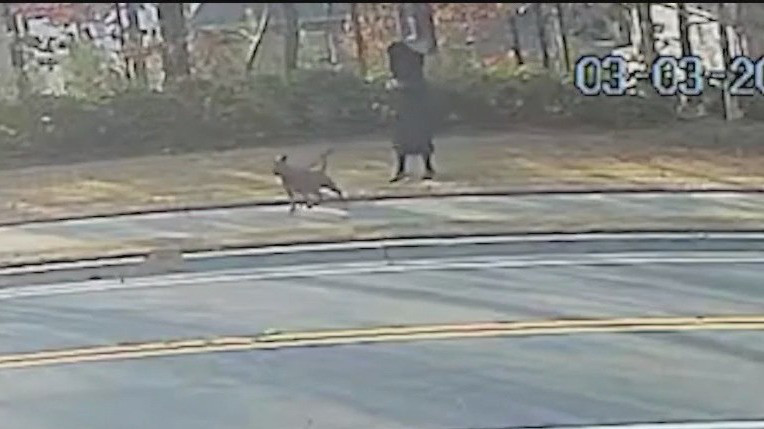 Woman accused of stabbing neighbor's dog to death | FOX 5 Atlanta