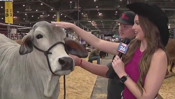 Houston Rodeo 2023: Checking out the livestock being judged