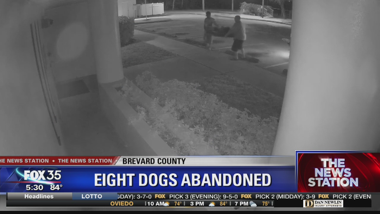 8 dogs abandoned at animal shelter