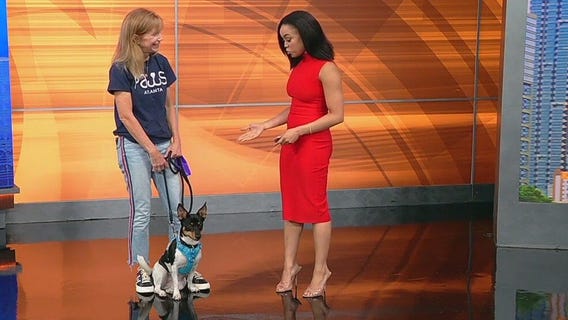 Meet Kenya -- Our Pet of the Day