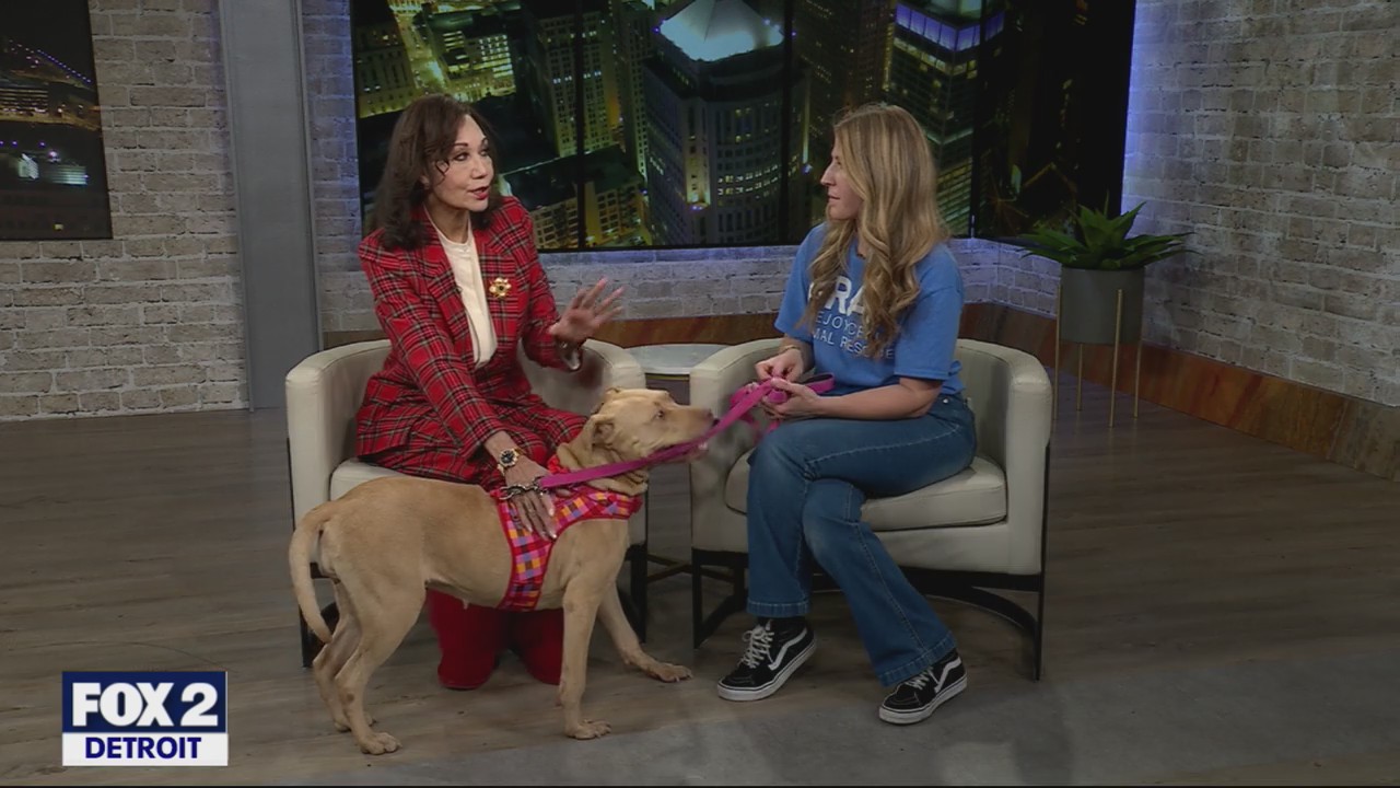 Rejoiceful Animal Rescue | FOX 2 Detroit