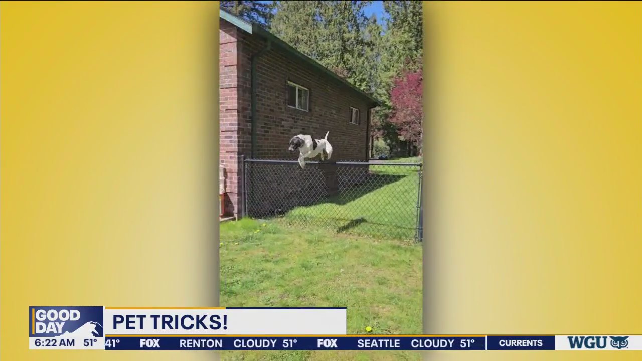 Good Day Pet Tricks Wednesday, June 12