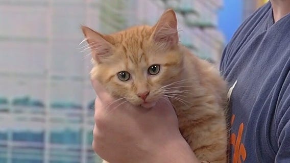 Meet Jovie and Fuego: Our Pets of the Day