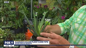 Don't ignore your house plants this summer - tips to keep them looking great