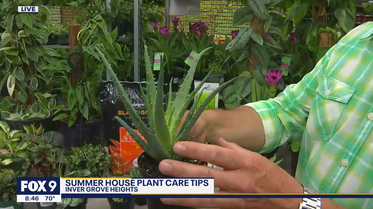 Don't ignore your house plants this summer - tips to keep them looking great