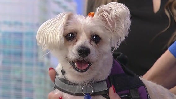 Meet Molly: Our Pet of the Day