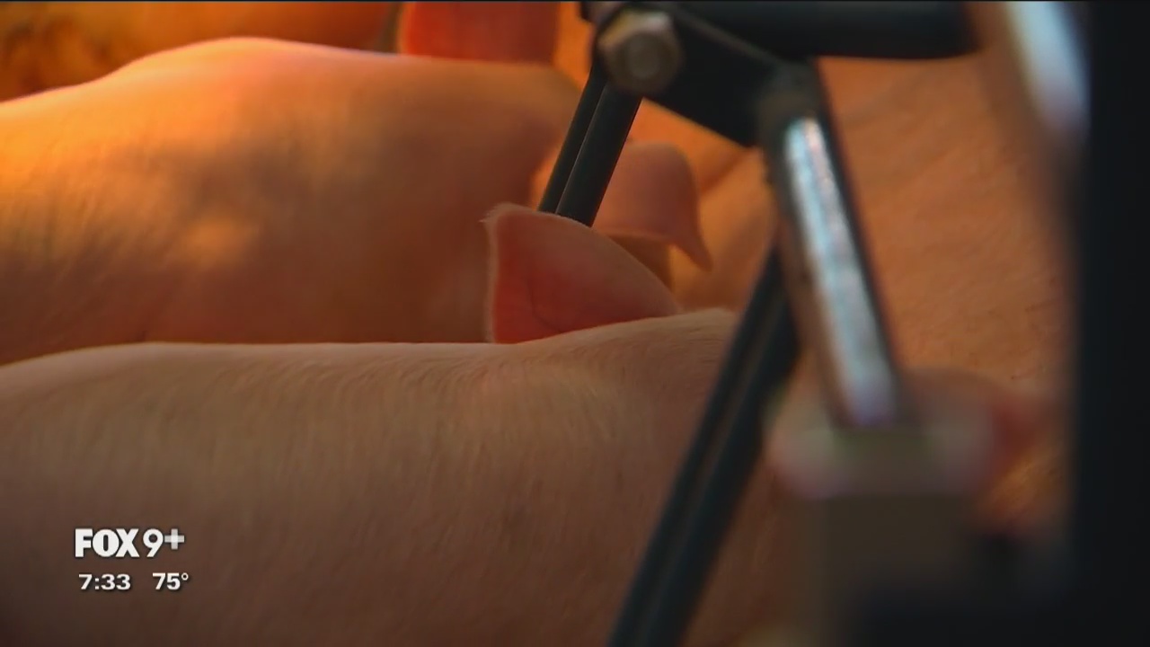 No clean-up crew causes nearly empty Swine Barn