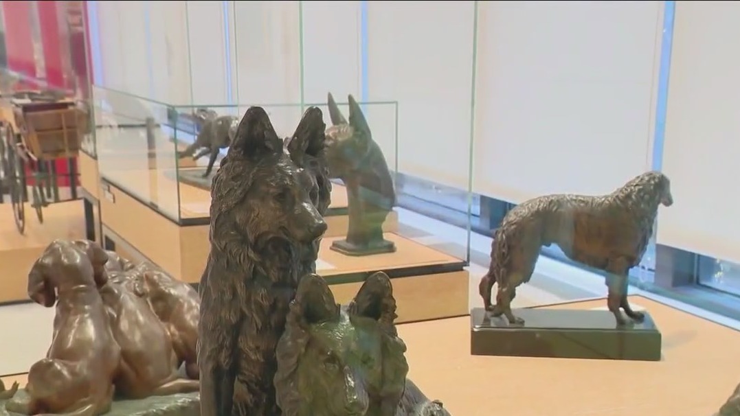 Explore the Evolution of Dogs at AKC Museum