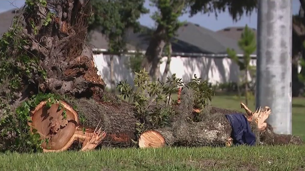 Man killed in Sumter County after tree falls on car | FOX 51 Gainesville