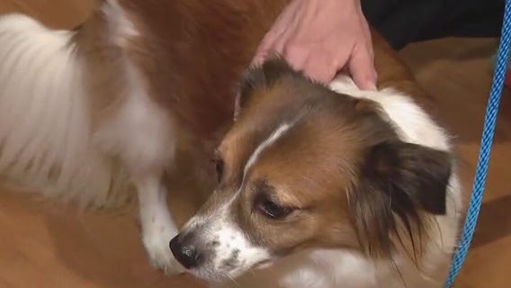 Dogs, cats & more up for adoption at Houston SPCA