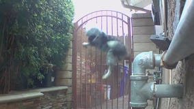 SoCal owners show off their best pet tricks