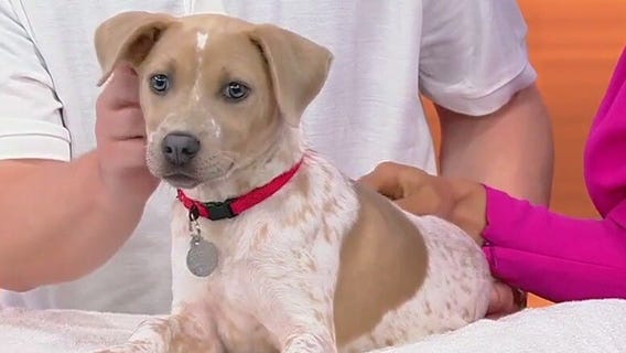 Meet Tabby, Good Day Atlanta's Pet of the Day