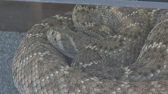 April is an active month for rattlesnakes