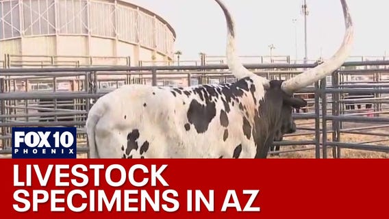 Arizona Livestock Show is back at the fairgrounds