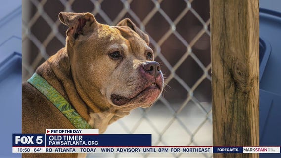 Pet of the Day from Paws Atlanta