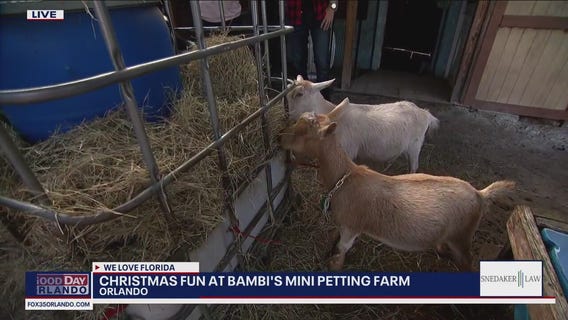 Christmas Fun at Bambi's Mini Petting Farm