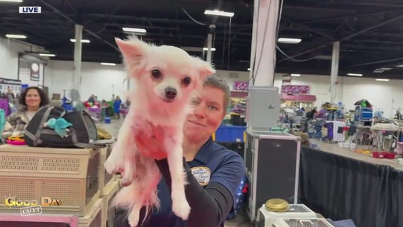 Good Day Uncut: The National Dog Show