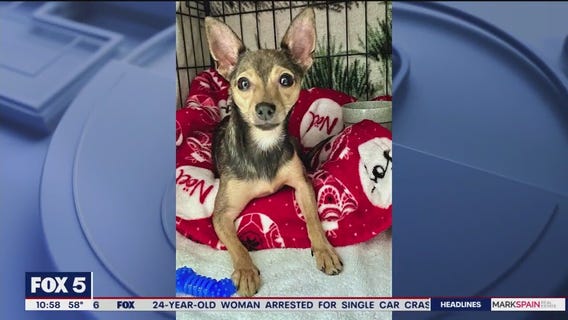 Pet of the Day from the Humane Society of Cobb County