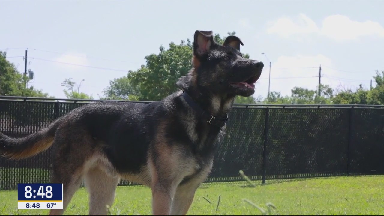 Dog of the Day: Devin