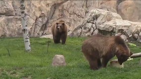Visit 'Da Bears' at Brookfield Zoo Chicago