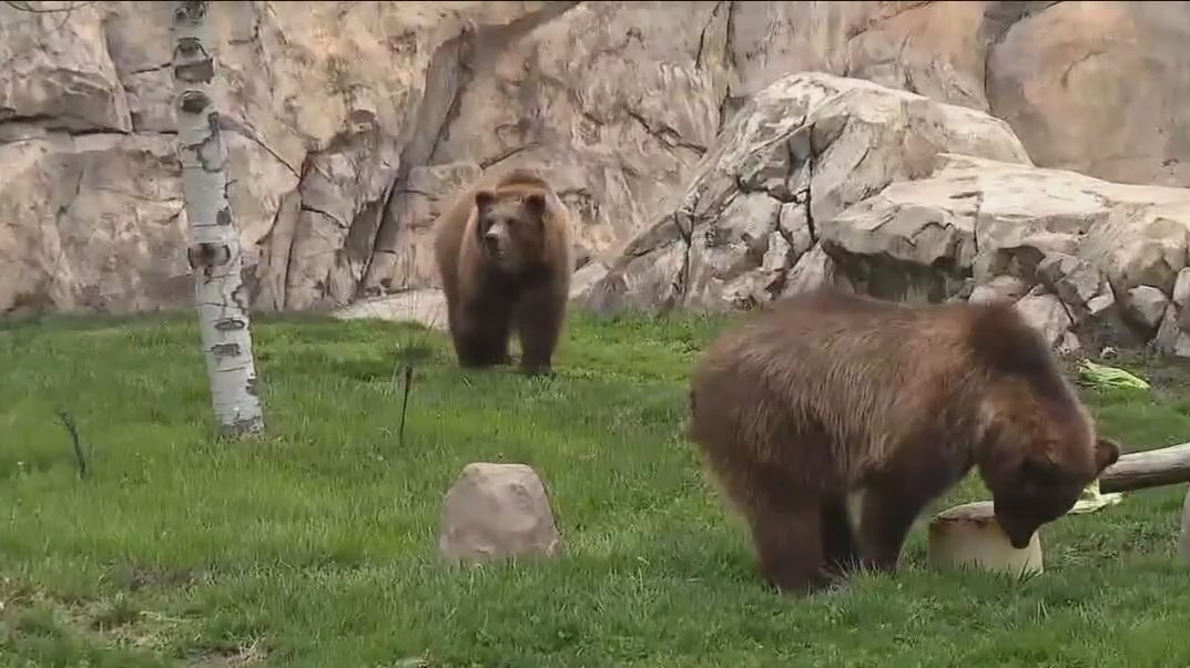 Visit 'Da Bears' at Brookfield Zoo Chicago