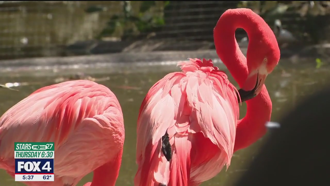 Fort Worth Zoo half-price day during spring break