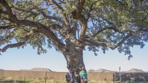 Kyle residents trying to save 400 year old tree