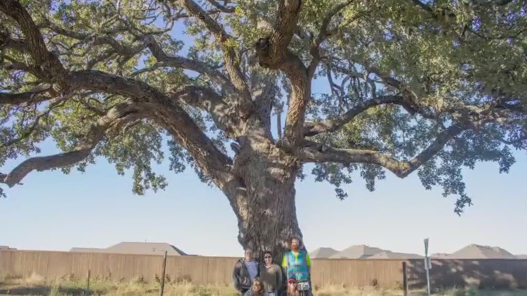 Kyle residents trying to save 400 year old tree
