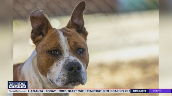 Pet of the Day from PAWS Atlanta