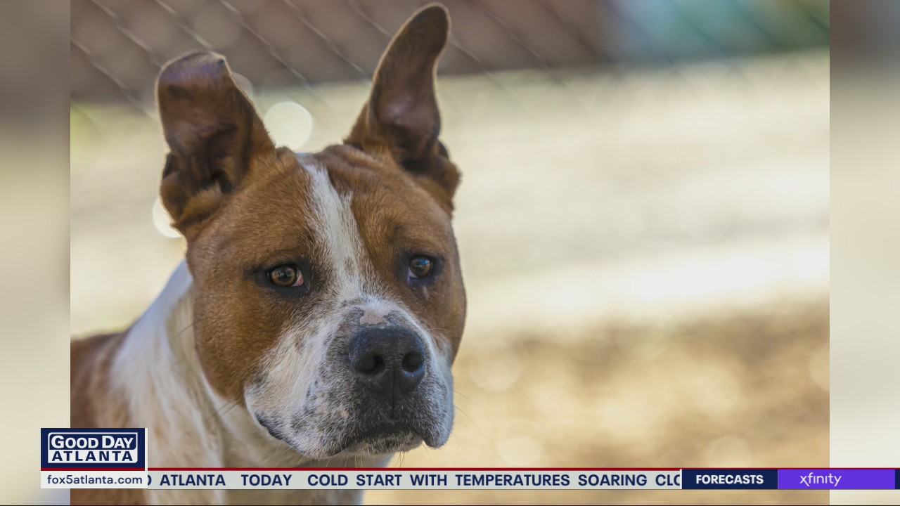 Pet of the Day from PAWS Atlanta