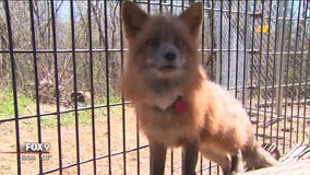 Lakeville woman in dispute with city over fox sanctuary