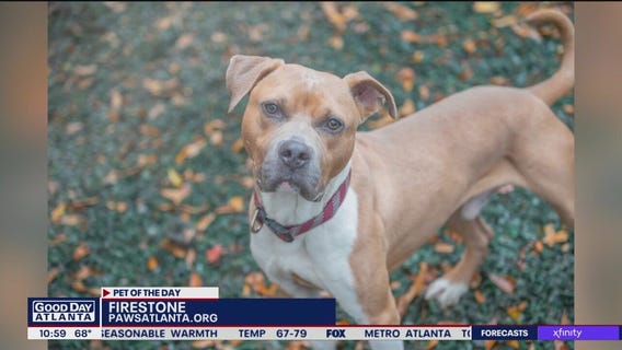 Pet of the day from PAWS Atlanta