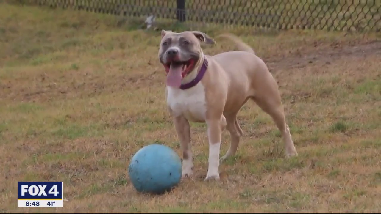 Pet of the Day: Madam Pomfrey