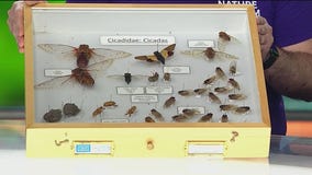 Historic cicada emergence heads for Chicago