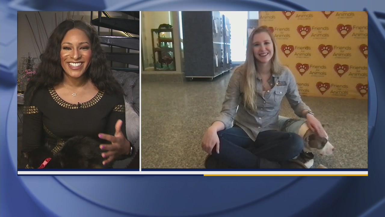 Give a shelter dog a day out for National Pet?s Day