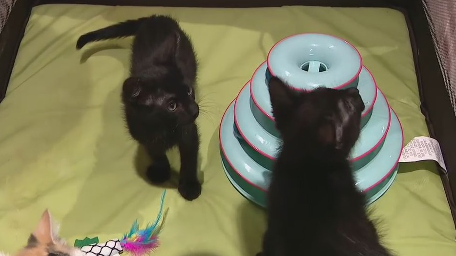 Baby shower held for homeless kittens in Tempe