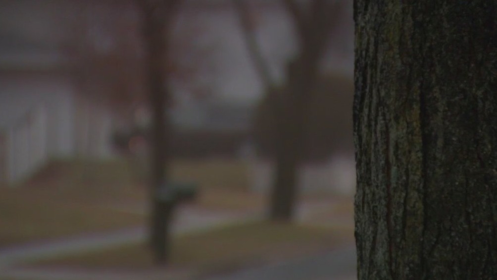 Cedarburg backyard black bear sighting investigated by police