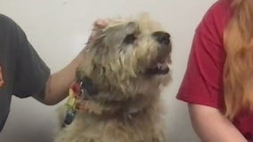 PAWS Shelter of Texas introduces 'Pet of the Week' Gus