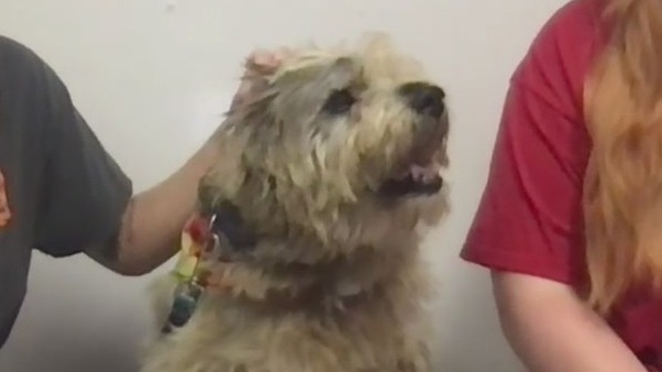 PAWS Shelter of Texas introduces 'Pet of the Week' Gus