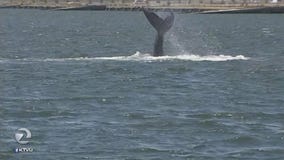 Underweight whale near Alameda continues to concern scientists
