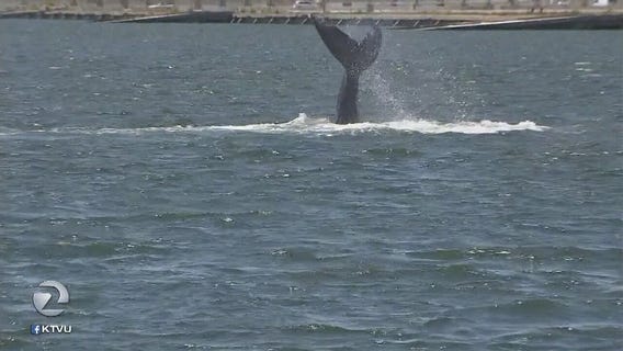 Underweight whale near Alameda continues to concern scientists