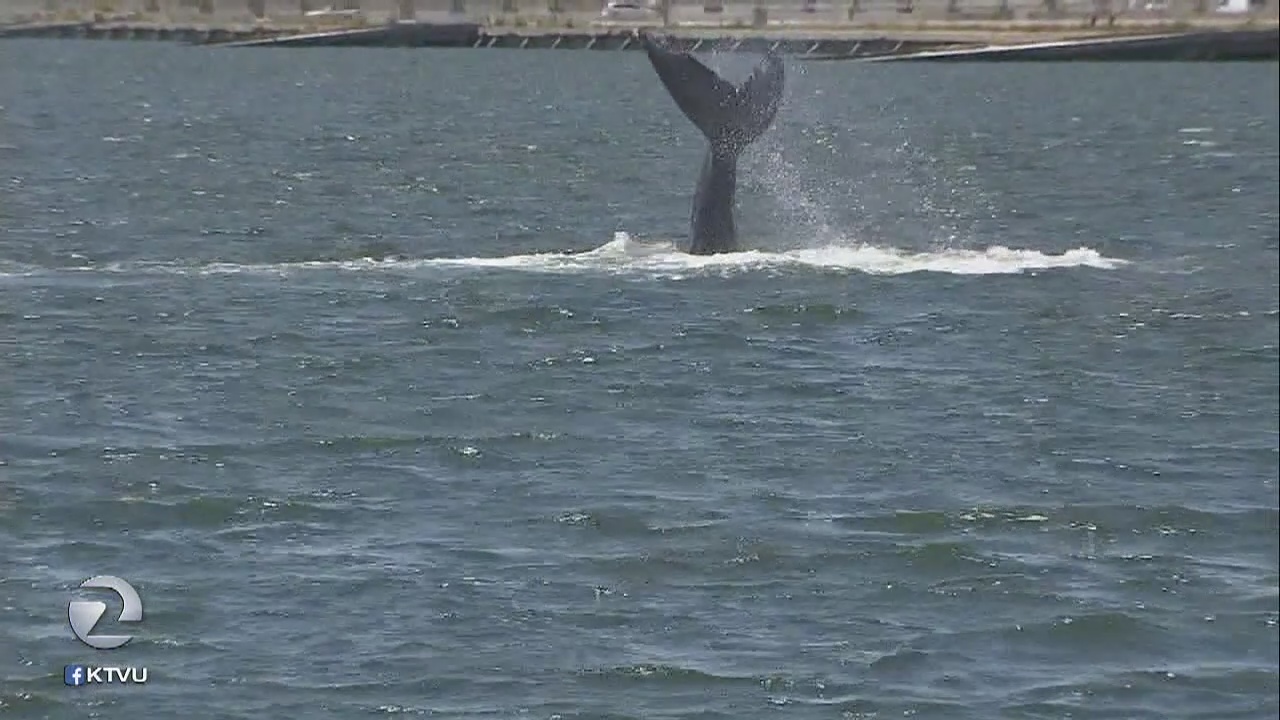 Underweight whale near Alameda continues to concern scientists