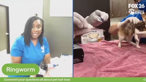 The Pet Pawcast: Treating pet hair loss